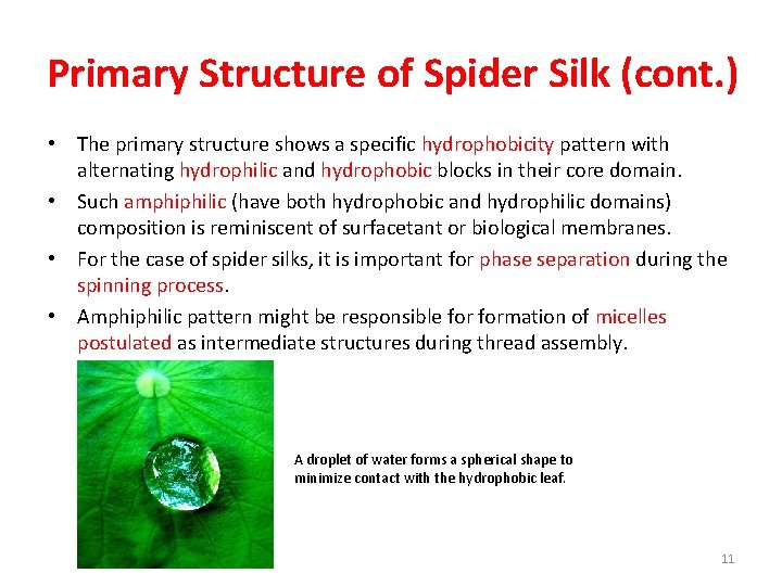 Primary Structure of Spider Silk (cont. ) • The primary structure shows a specific