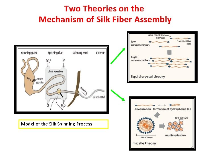 Two Theories on the Mechanism of Silk Fiber Assembly Model of the Silk Spinning