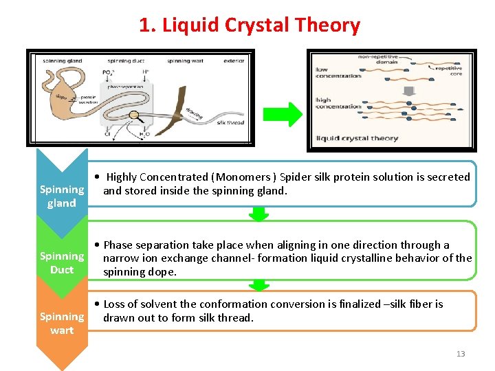 1. Liquid Crystal Theory • Highly Concentrated (Monomers ) Spider silk protein solution is