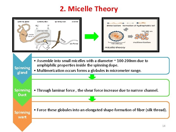 2. Micelle Theory • Assemble into small micelles with a diameter ~ 100 -200