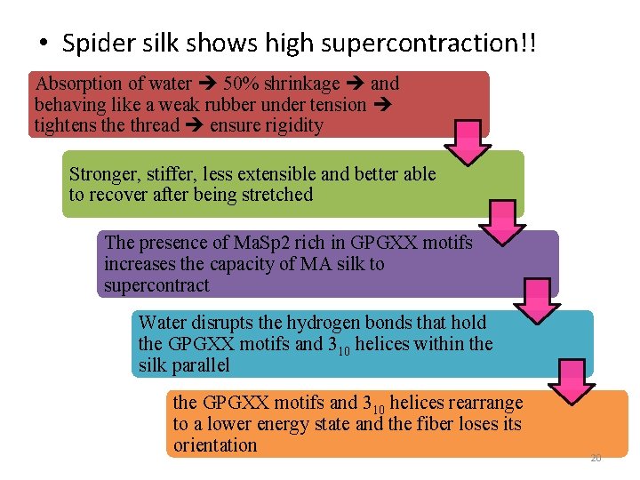  • Spider silk shows high supercontraction!! Absorption of water 50% shrinkage and behaving