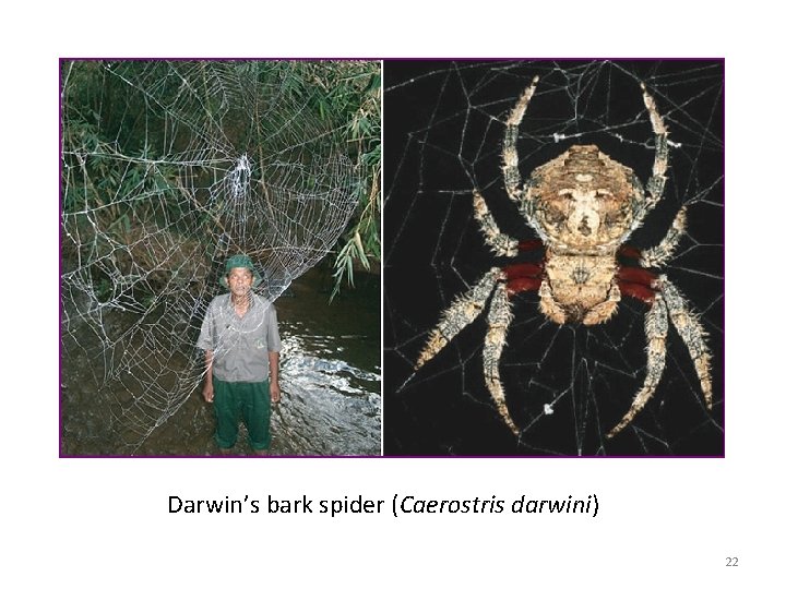 Darwin’s bark spider (Caerostris darwini) 22 