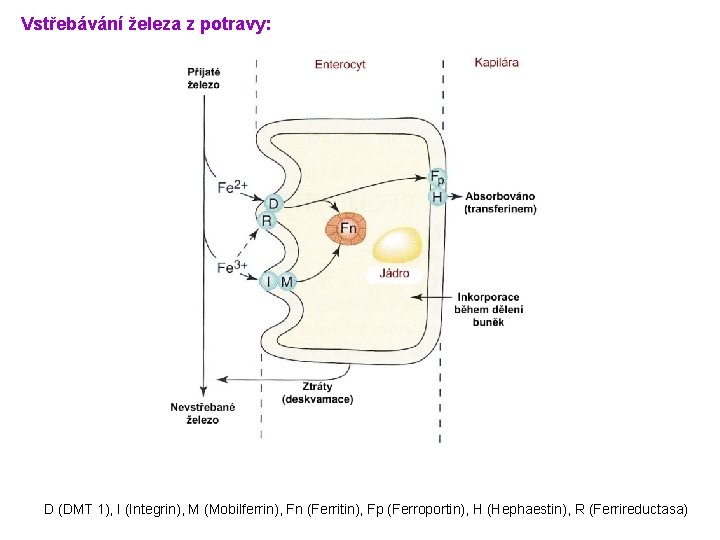 Vstřebávání železa z potravy: D (DMT 1), I (Integrin), M (Mobilferrin), Fn (Ferritin), Fp