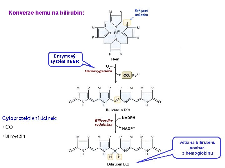 Konverze hemu na bilirubin: Enzymový systém na ER Cytoprotektivní účinek: • CO • biliverdin