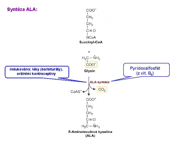 Syntéza ALA: indukována: léky (barbituráty), orálními kontraceptivy Pyridoxalfosfát (z vit. B 6) 