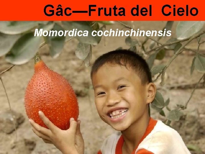 Gâc—Fruta del Cielo Momordica cochinensis 