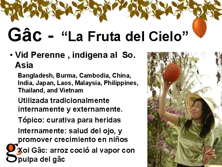 Gâc - “La Fruta del Cielo” • Vid Perenne , indigena al So. Asia