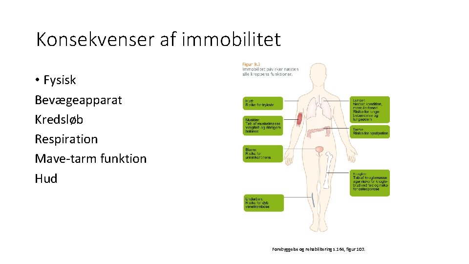 Konsekvenser af immobilitet • Fysisk Bevægeapparat Kredsløb Respiration Mave-tarm funktion Hud Forebyggelse og rehabilitering