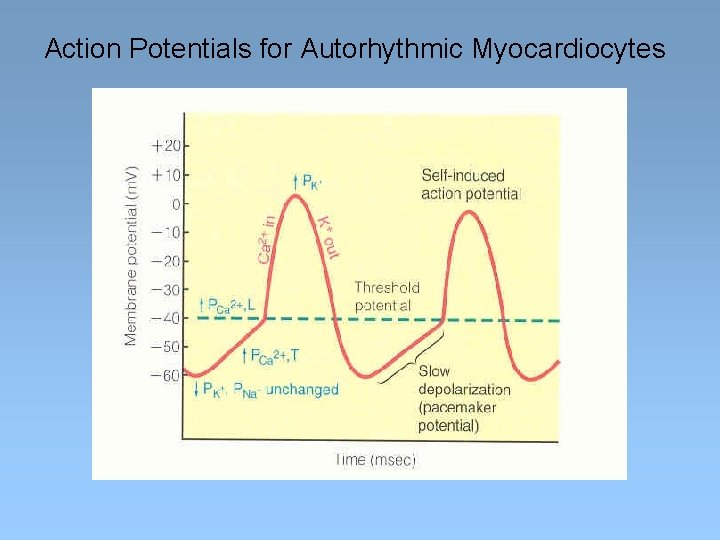 Action Potentials for Autorhythmic Myocardiocytes 