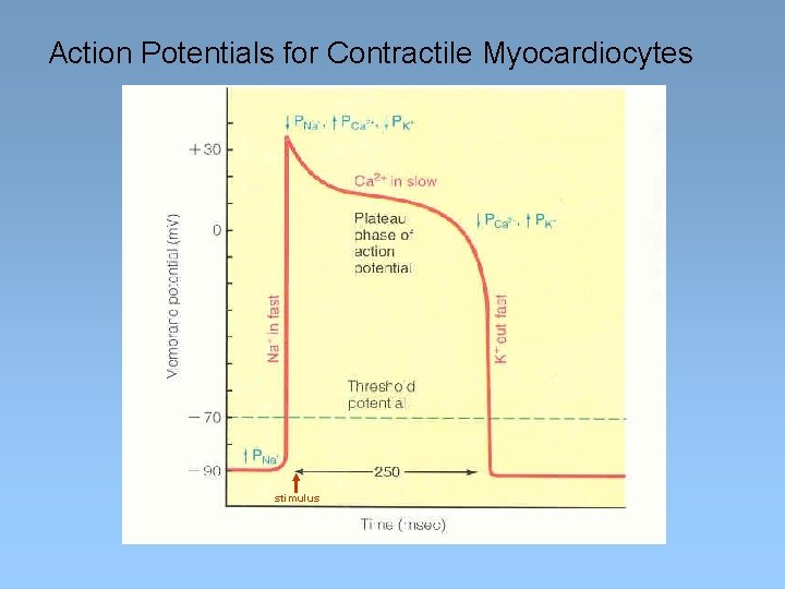 Action Potentials for Contractile Myocardiocytes stimulus 