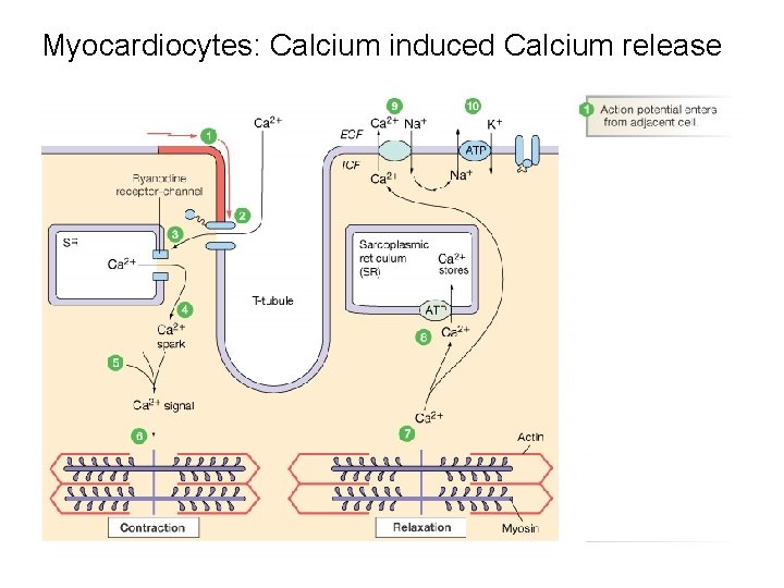 Myocardiocytes: Calcium induced Calcium release 