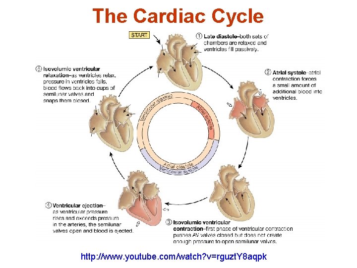 The Cardiac Cycle http: //www. youtube. com/watch? v=rguzt. Y 8 aqpk 