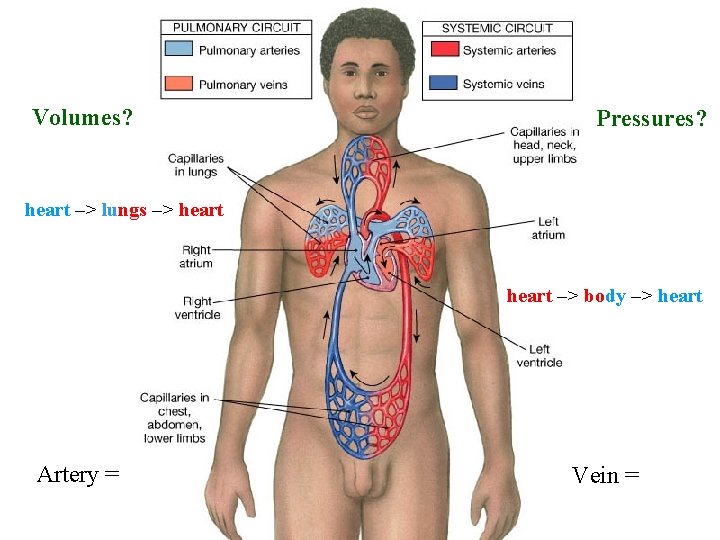Volumes? Pressures? heart –> lungs –> heart –> body –> heart Artery = Vein