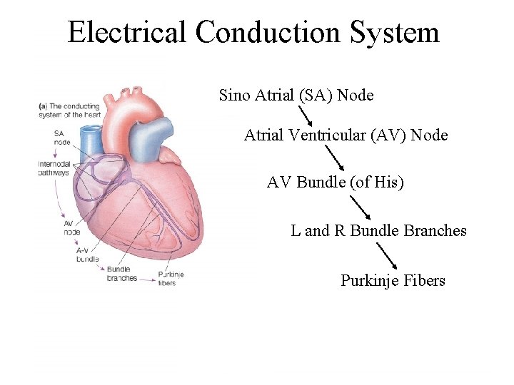 Electrical Conduction System Sino Atrial (SA) Node Atrial Ventricular (AV) Node AV Bundle (of