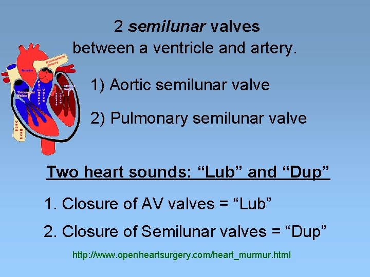 2 semilunar valves between a ventricle and artery. 1) Aortic semilunar valve 2) Pulmonary