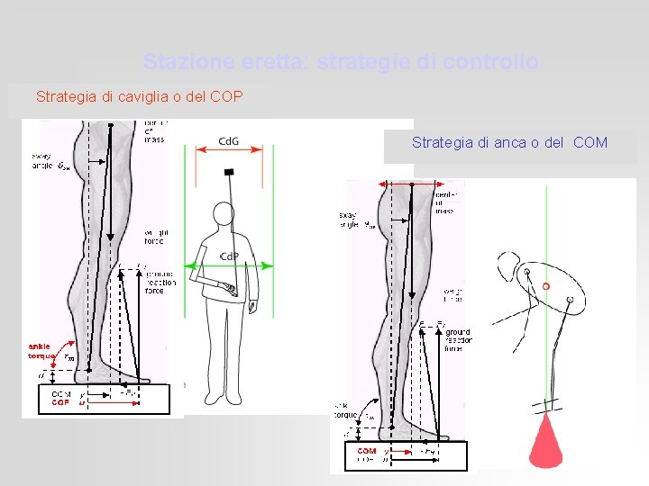 Stazione eretta: strategie di controllo Strategia di caviglia o del COP Strategia di anca