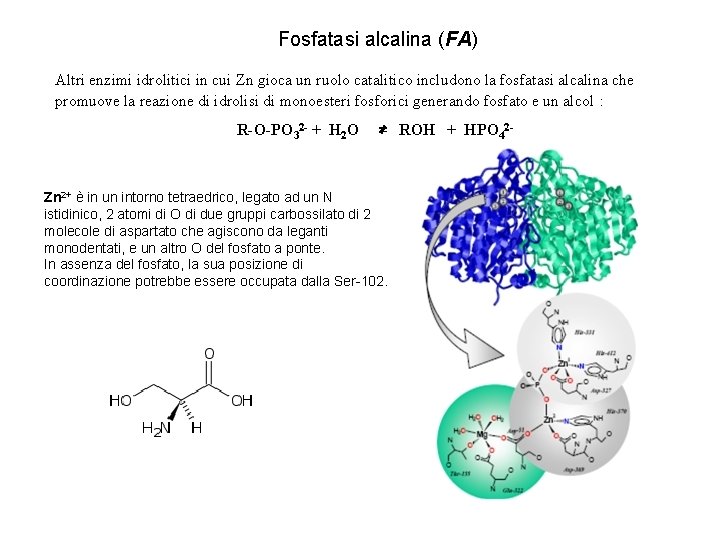 Fosfatasi alcalina (FA) Altri enzimi idrolitici in cui Zn gioca un ruolo catalitico includono