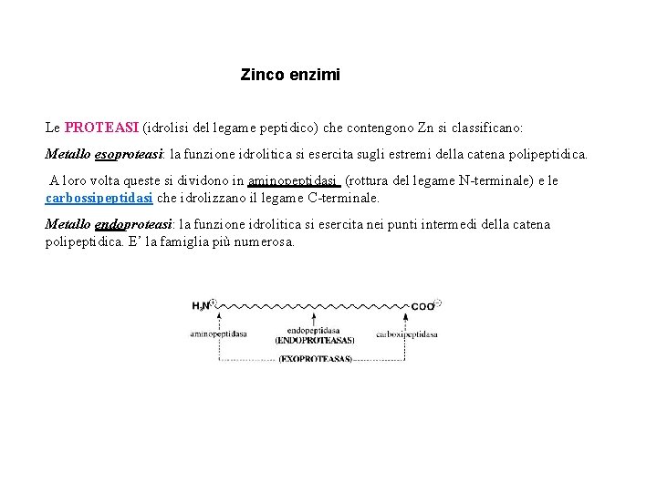 Zinco enzimi Le PROTEASI (idrolisi del legame peptidico) che contengono Zn si classificano: Metallo