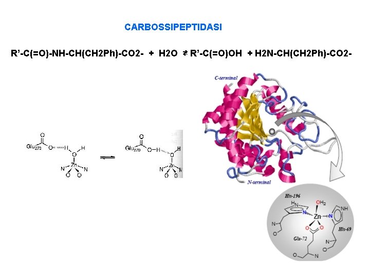 CARBOSSIPEPTIDASI R’-C(=O)-NH-CH(CH 2 Ph)-CO 2 - + H 2 O ⇄ R’-C(=O)OH + H