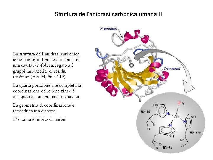 Struttura dell’anidrasi carbonica umana II La struttura dell’anidrasi carbonica umana di tipo II mostra