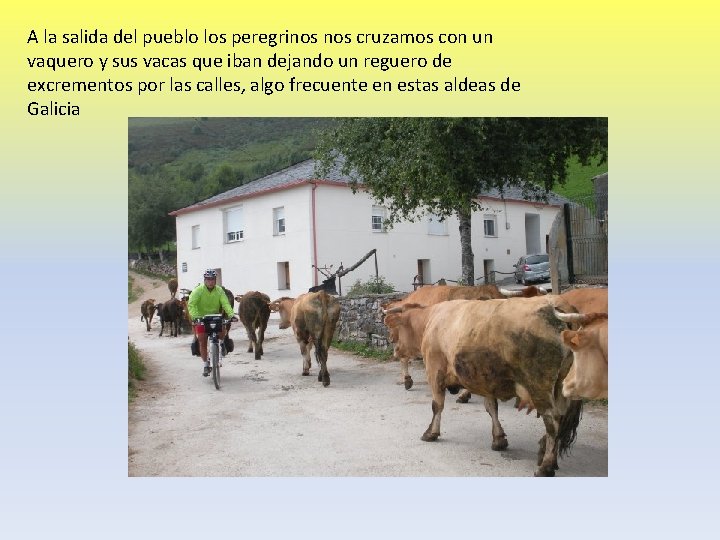 A la salida del pueblo los peregrinos cruzamos con un vaquero y sus vacas
