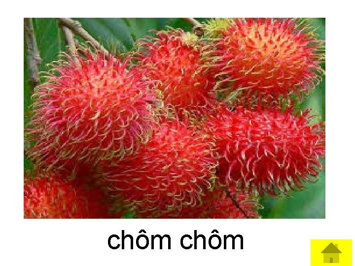 chôm 