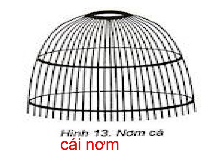 cái nơm 