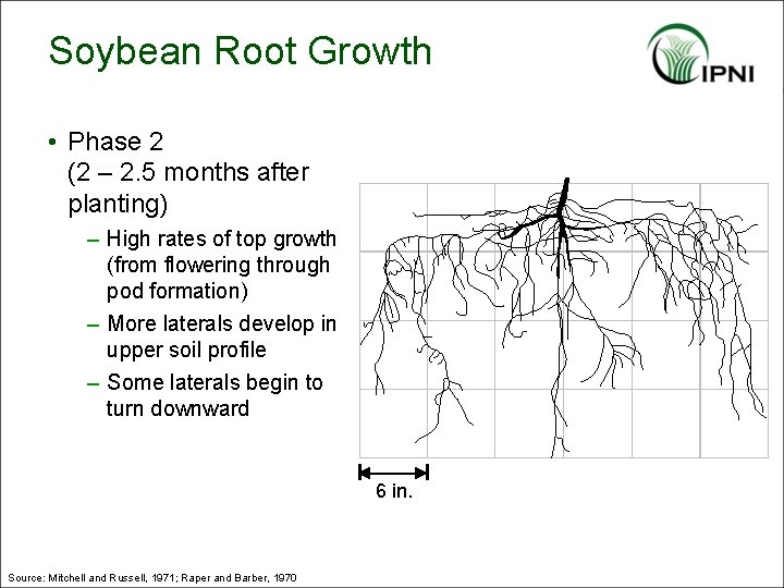 Soybean Root Growth • Phase 2 (2 – 2. 5 months after planting) –