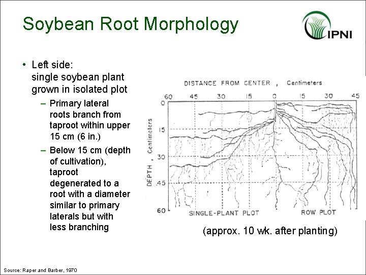 Soybean Root Morphology • Left side: single soybean plant grown in isolated plot –