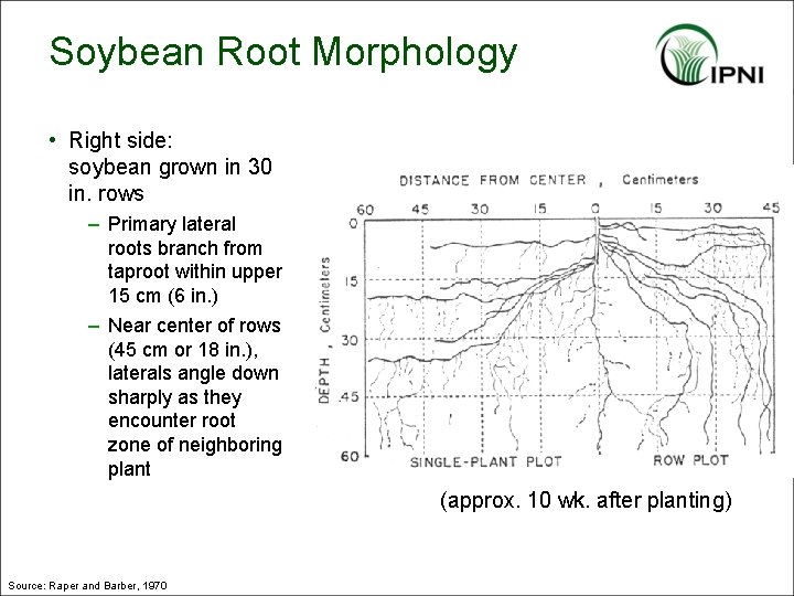 Soybean Root Morphology • Right side: soybean grown in 30 in. rows – Primary