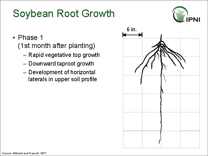 Soybean Root Growth 6 in. • Phase 1 (1 st month after planting) –