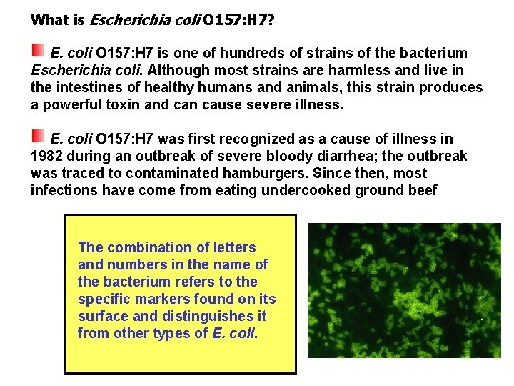 What is Escherichia coli O 157: H 7? E. coli O 157: H 7