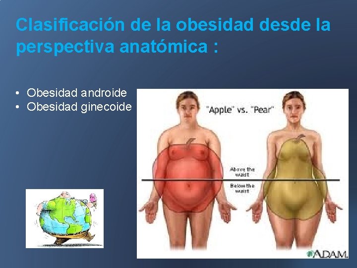 Clasificación de la obesidad desde la perspectiva anatómica : • Obesidad androide • Obesidad