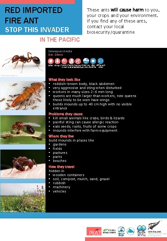 RED IMPORTED FIRE ANT STOP THIS INVADER These ants will cause harm to you,