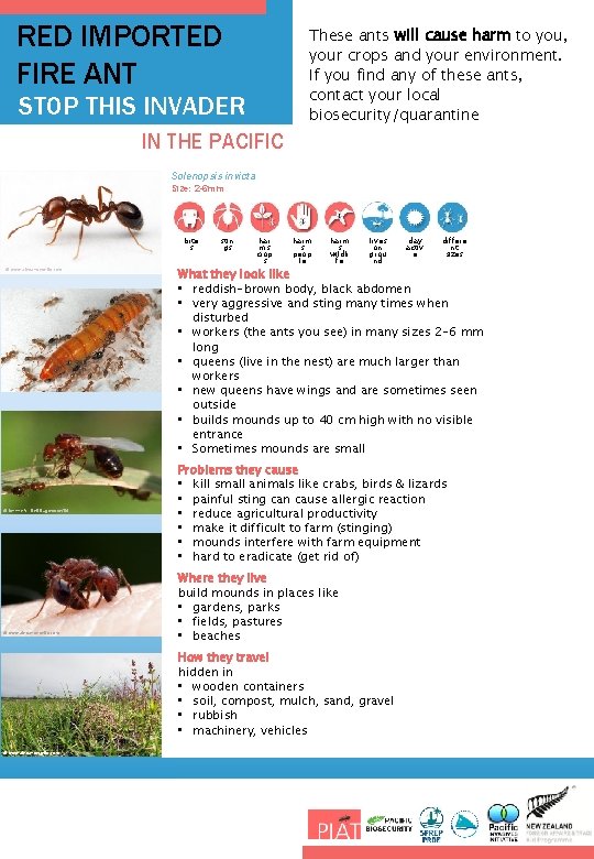 RED IMPORTED FIRE ANT These ants will cause harm to you, your crops and