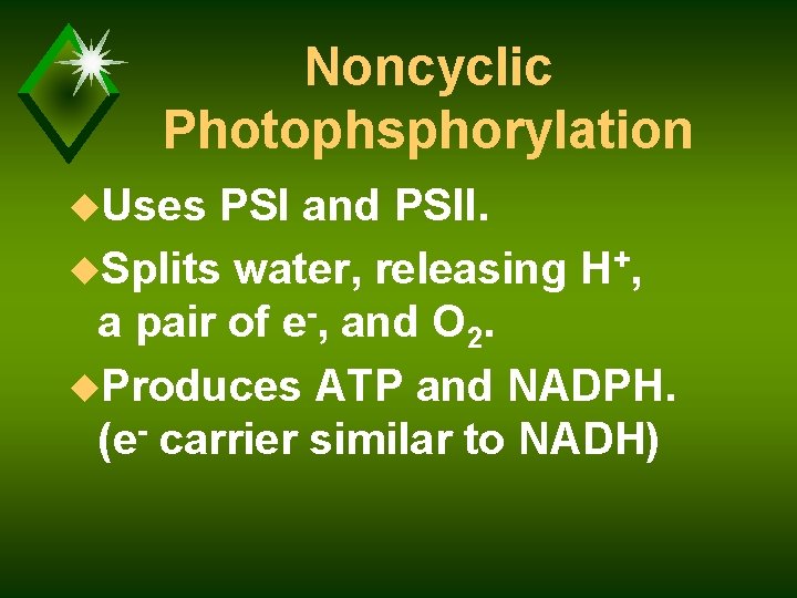Noncyclic Photophsphorylation u. Uses PSI and PSII. u. Splits water, releasing H+, a pair