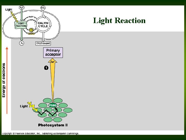 Light Reaction 