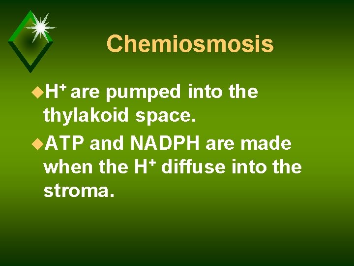 Chemiosmosis u. H+ are pumped into the thylakoid space. u. ATP and NADPH are