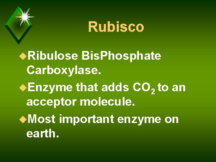 Rubisco u. Ribulose Bis. Phosphate Carboxylase. u. Enzyme that adds CO 2 to an