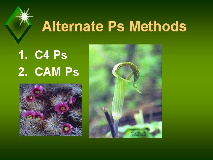 Alternate Ps Methods 1. C 4 Ps 2. CAM Ps 