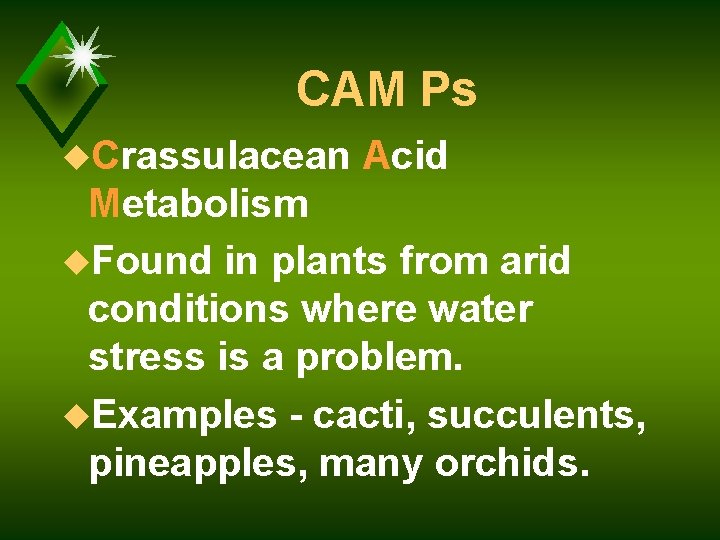 CAM Ps u. Crassulacean Acid Metabolism u. Found in plants from arid conditions where