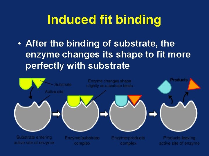 Induced fit binding • After the binding of substrate, the enzyme changes its shape