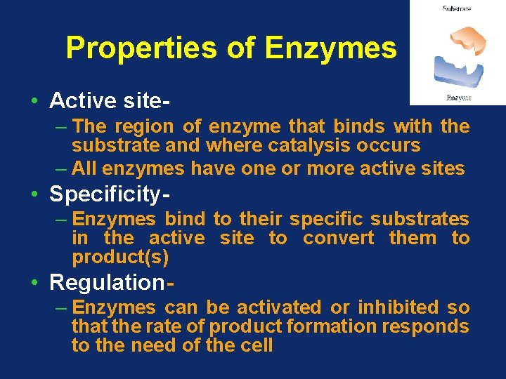 Properties of Enzymes • Active site– The region of enzyme that binds with the