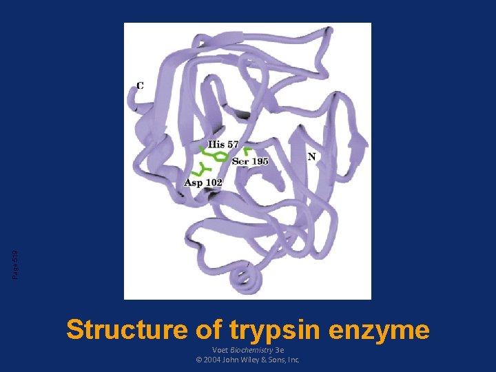 Page 519 Structure of trypsin enzyme Voet Biochemistry 3 e © 2004 John Wiley