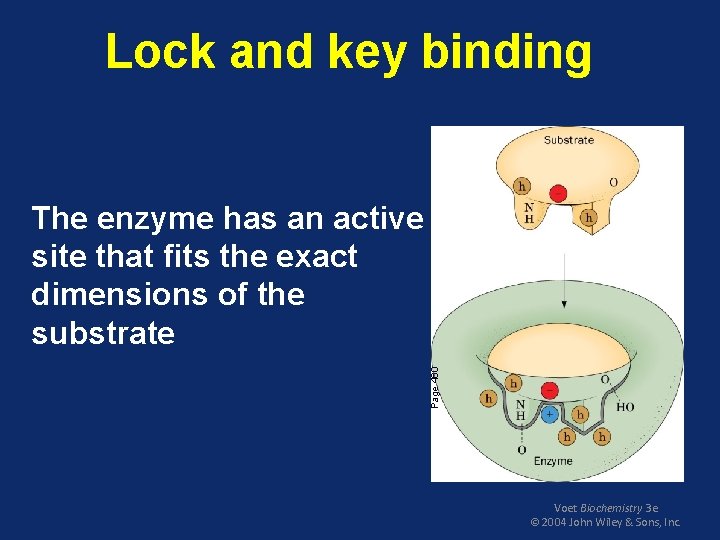 Lock and key binding Page 460 The enzyme has an active site that fits