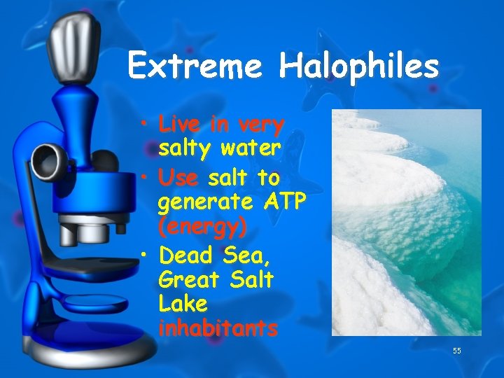 Extreme Halophiles • Live in very salty water • Use salt to generate ATP