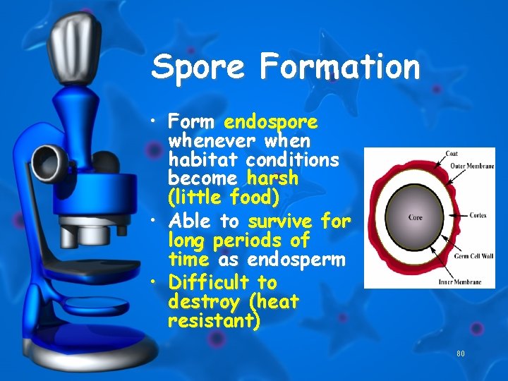 Spore Formation • Form endospore whenever when habitat conditions become harsh (little food) •