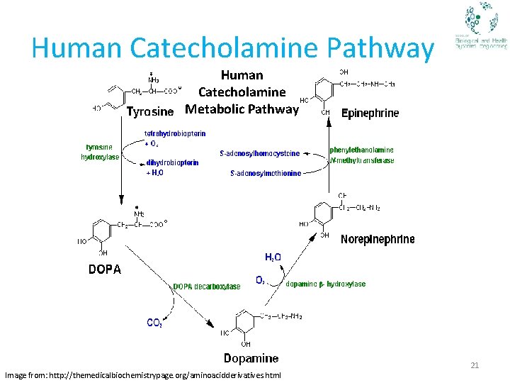 Human Catecholamine Pathway Human Catecholamine Metabolic Pathway Image from: http: //themedicalbiochemistrypage. org/aminoacidderivatives. html 21
