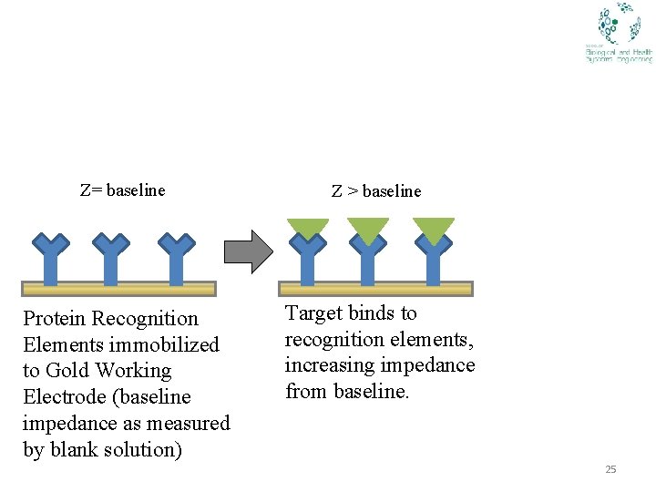 Z= baseline Z ˃ baseline Protein Recognition Elements immobilized to Gold Working Electrode (baseline