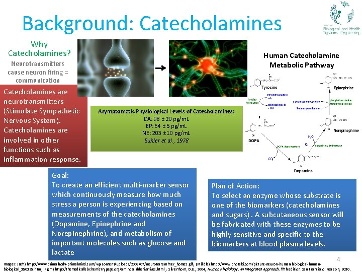 Background: Catecholamines Why Catecholamines? Human Catecholamine Metabolic Pathway Neurotransmitters cause neuron firing = communication
